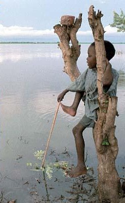 Boy climbing tree
